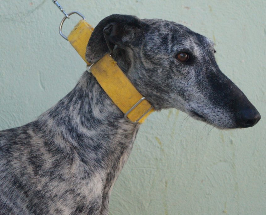 P171107_01 FANDANGO M3 941000018371978 ( ABANDONO) (2)