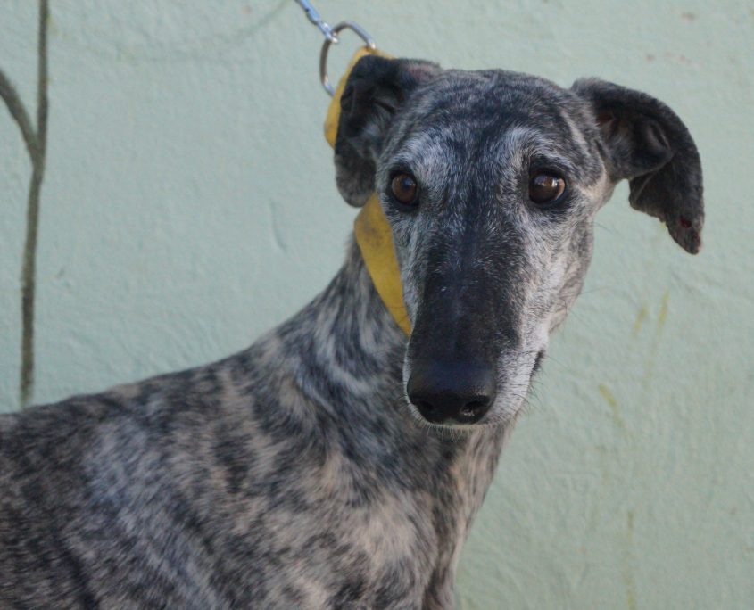 P171107_01 FANDANGO M3 941000018371978 ( ABANDONO) (3)