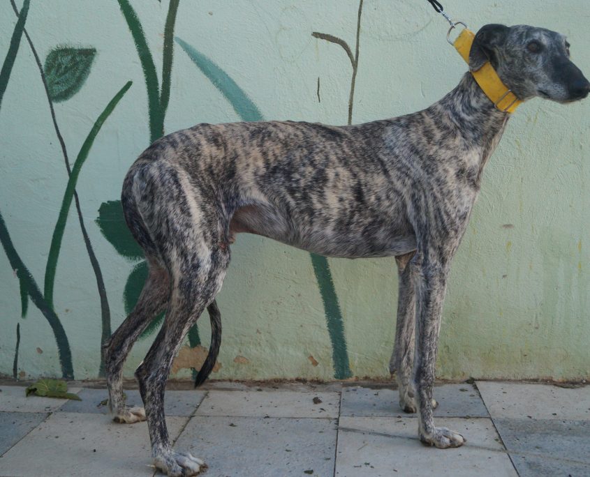 P171107_01 FANDANGO M3 941000018371978 ( ABANDONO) (4)