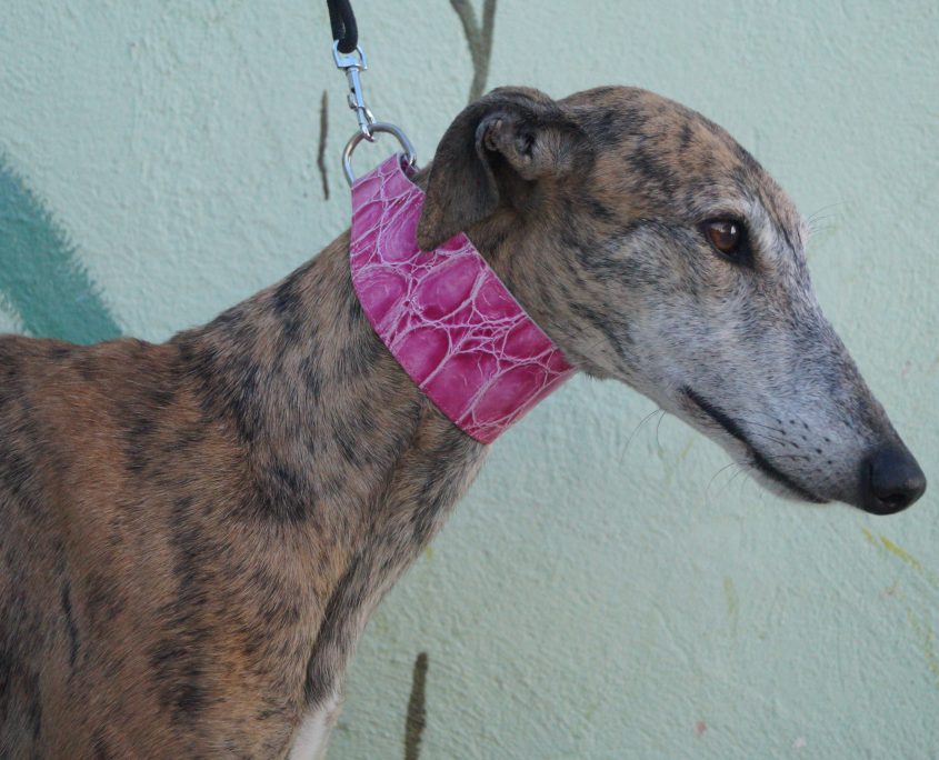 P171107_03 CHIRUCA H4,5 981020011194795 ( ABANDONO) (2)