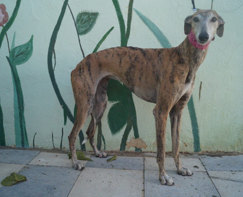 P171107_03 CHIRUCA H4,5 981020011194795 ( ABANDONO) (6)