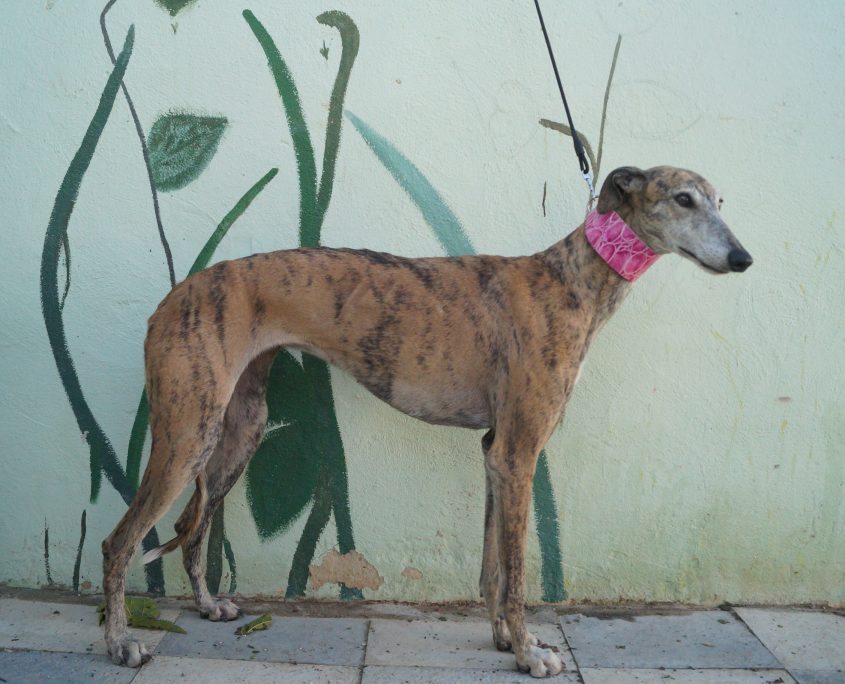 P171107_03 CHIRUCA H4,5 981020011194795 ( ABANDONO) (8)