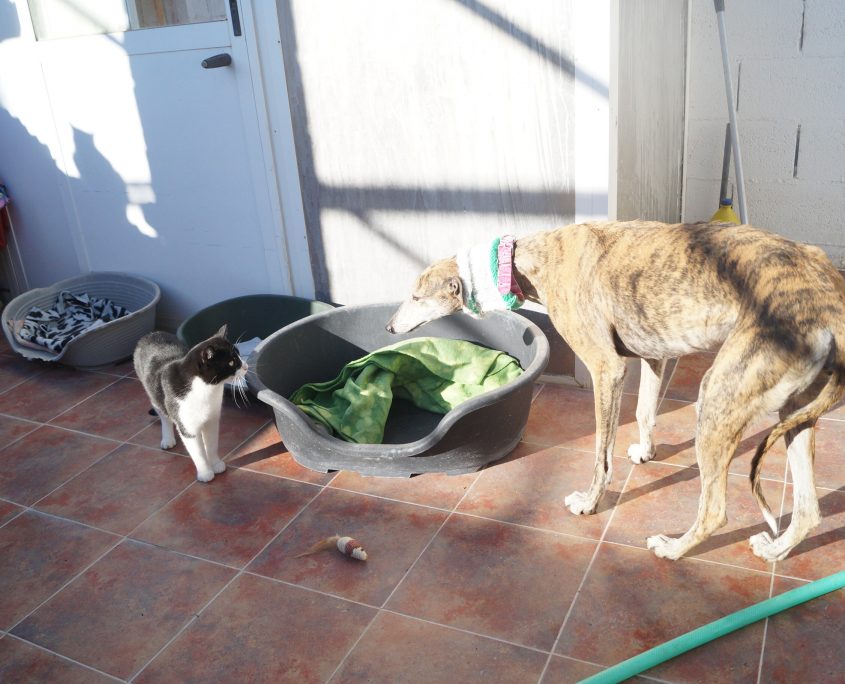 chiruca con gatos (2)