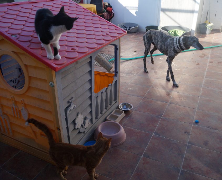 fandango con chip (1)