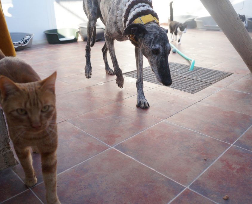 fandango con chip (3)