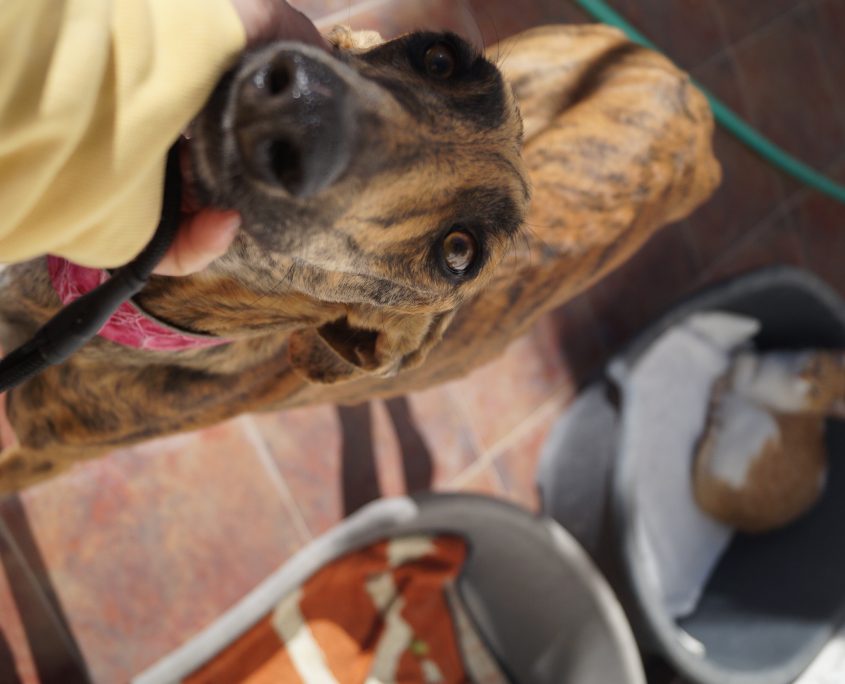 MINERVA CON GATOS (2)