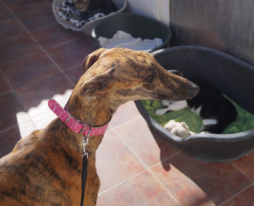 MINERVA CON GATOS (6)