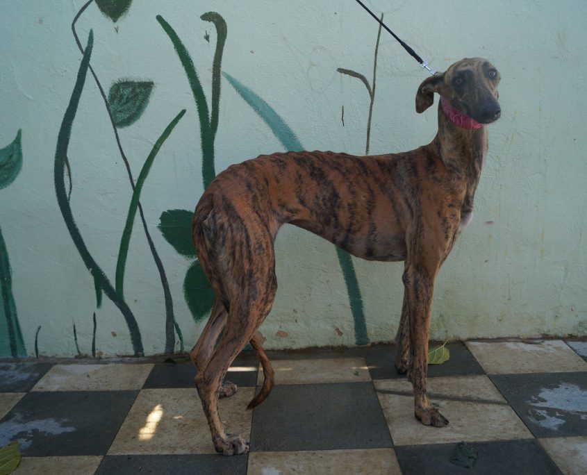 P171113_01 MINERVA H2 (2)