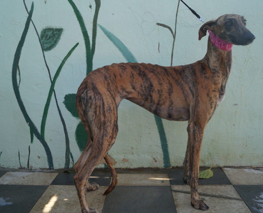 P171113_01 MINERVA H2 (3)