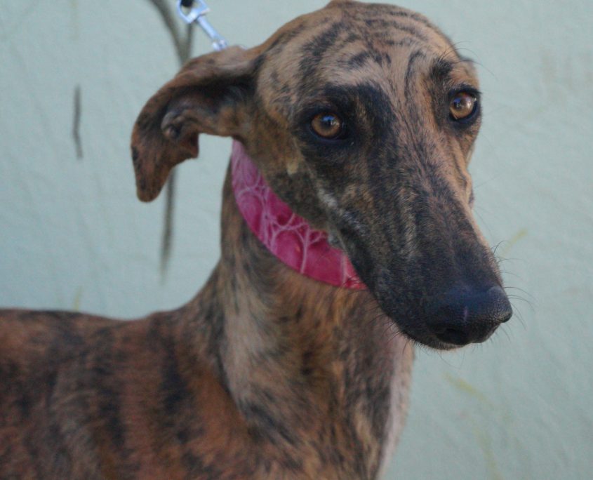 P171113_01 MINERVA H2 (5)