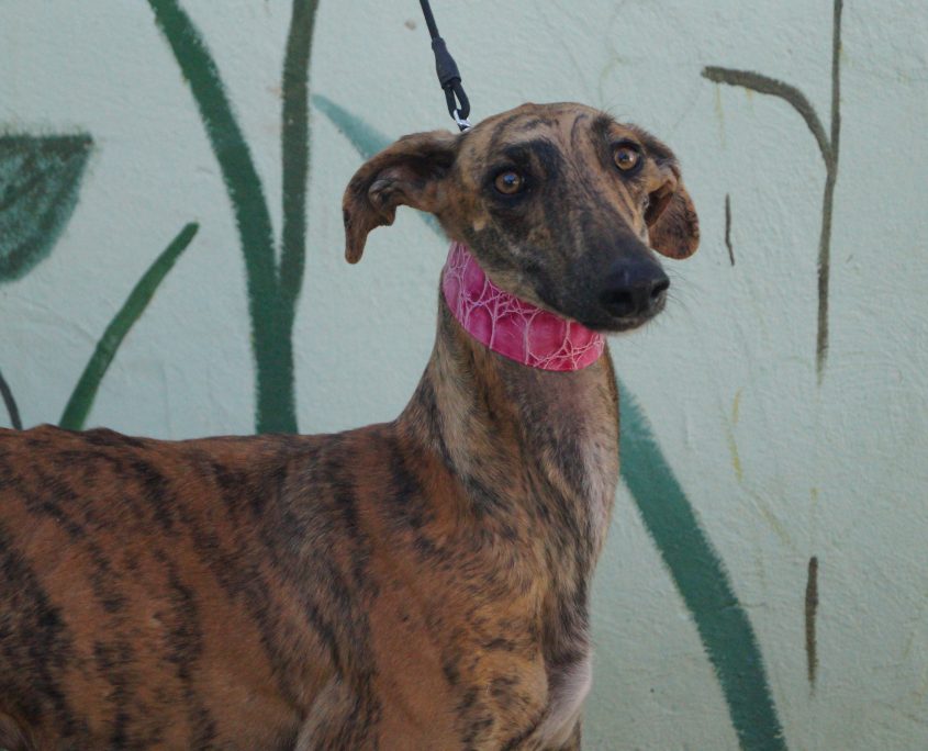 P171113_01 MINERVA H2 (7)