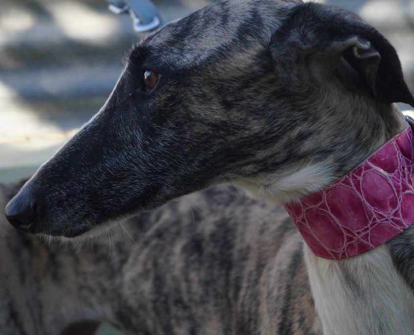 P171113_04 SOFIA H2 (10)