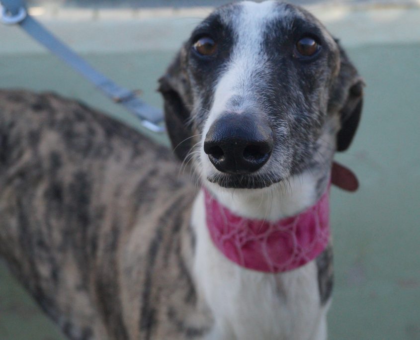 P171113_04 SOFIA H2 (2)