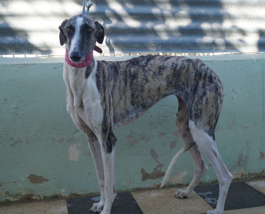 P171113_04 SOFIA H2 (5)