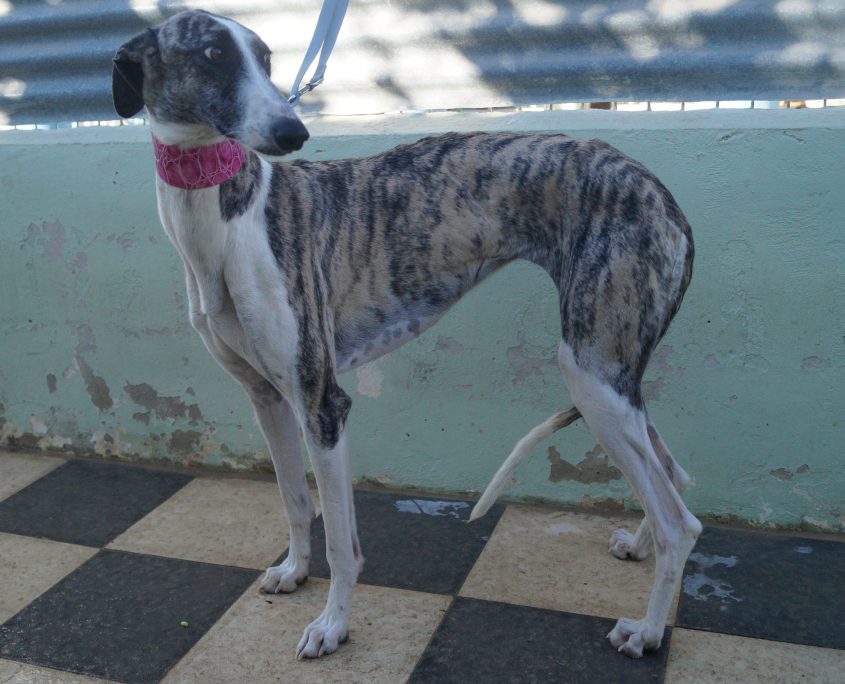 P171113_04 SOFIA H2 (6)