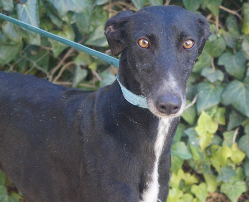 P180108_01 MAR H2 (5)