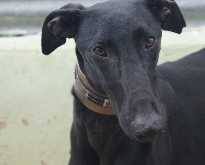 P180129_03 OREO M2 (1)