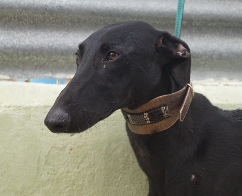 P180129_03 OREO M2 (6)