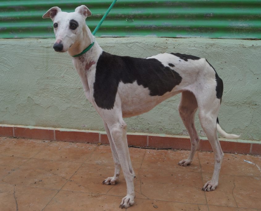 P180206_03 INDIRA H3 (1)