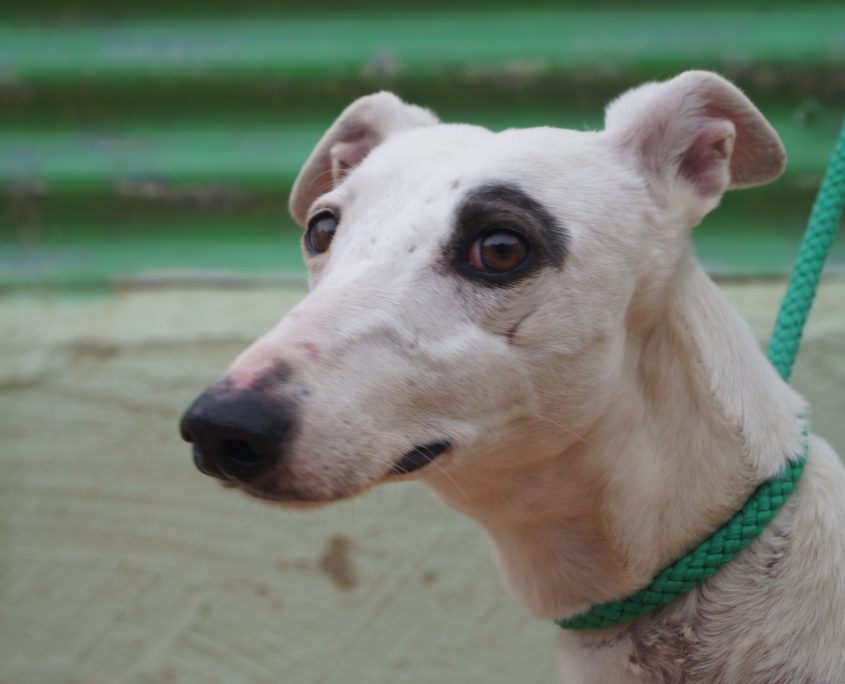 P180206_03 INDIRA H3 (3)