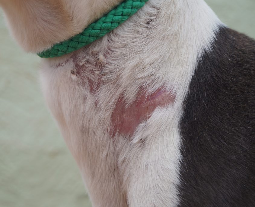 P180206_03 INDIRA H3 (4)