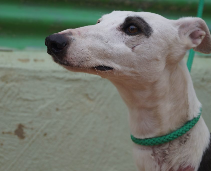 P180206_03 INDIRA H3 (5)