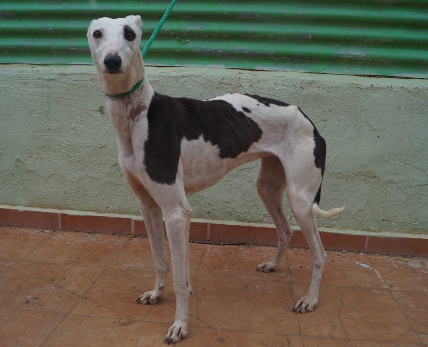 P180206_03 INDIRA H3 (6)