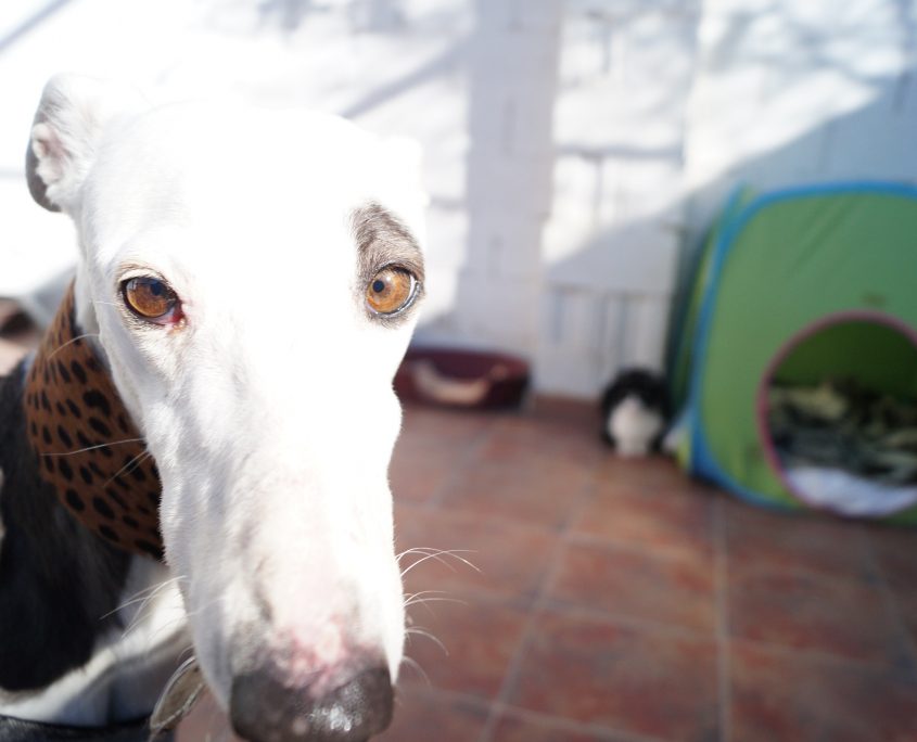 indira con gatos (1)