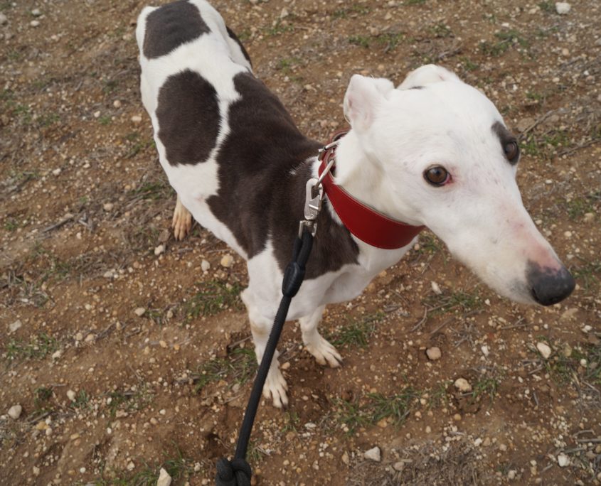 indira nuevas fotos (11)