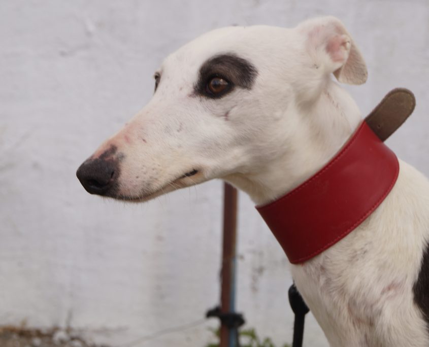 indira nuevas fotos (3)