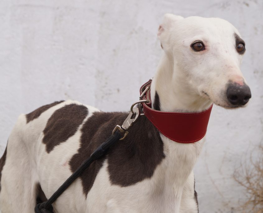 indira nuevas fotos (4)