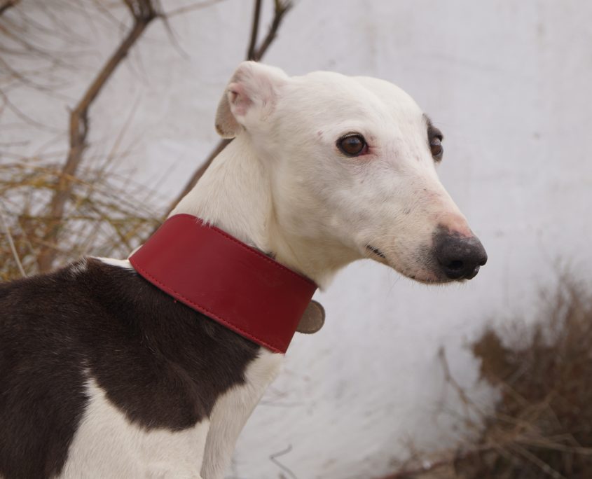 indira nuevas fotos (6)