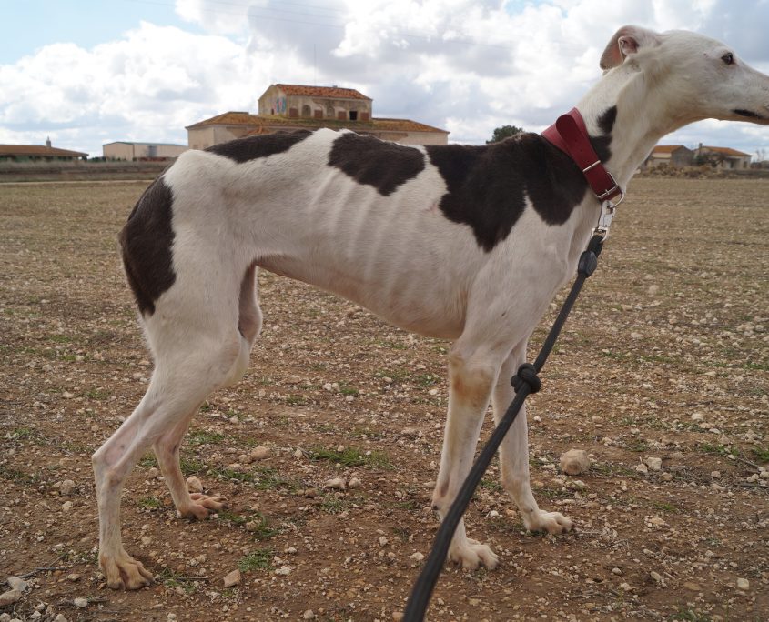 indira nuevas fotos (9)