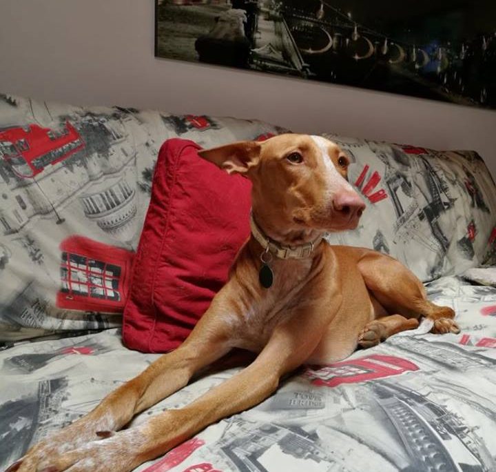 28958739_2250715354942533_174679751339356695_n