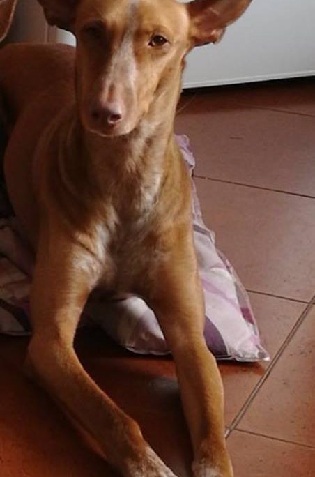 28958927_2250715471609188_1388720323626422218_n