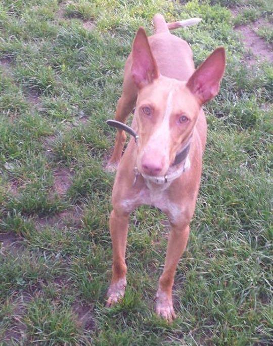 29025923_2250715644942504_8693425968107969326_n