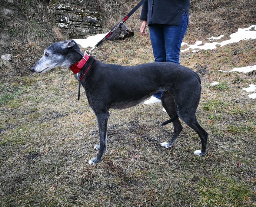 IMG_20180310_111130_resized_20180310_041349129