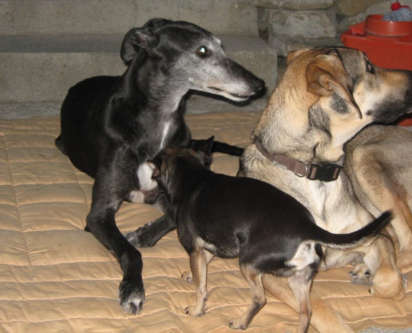 Iphone 392_resized_20180310_041346822