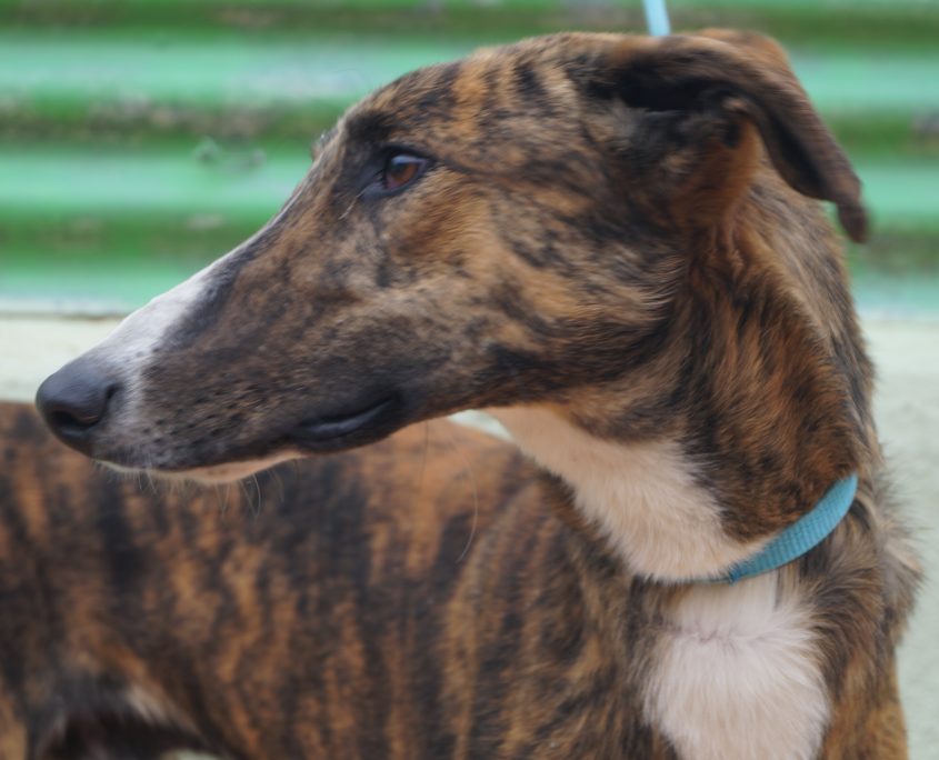 P180206_04 GANDHI M2 (1)