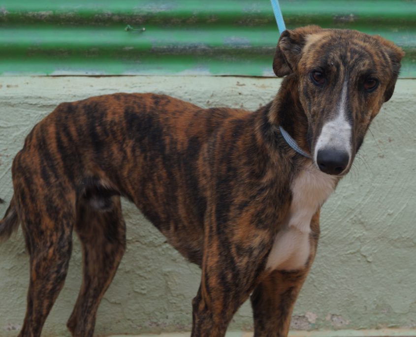 P180206_04 GANDHI M2 (2)