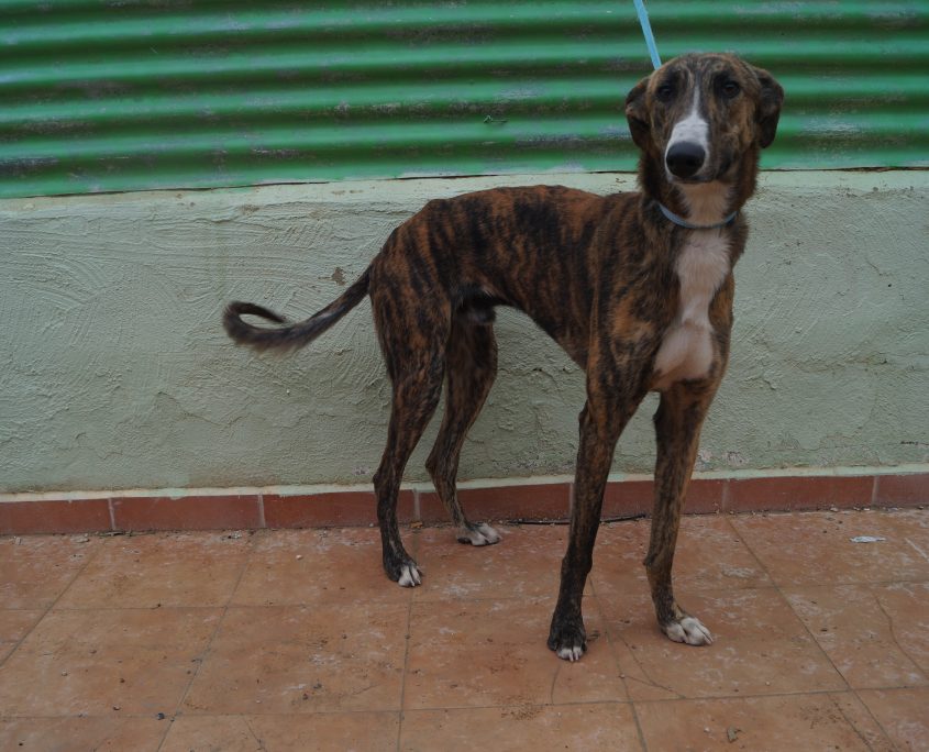 P180206_04 GANDHI M2 (3)