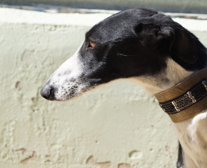 P180222_01 CAROL H3 (3)