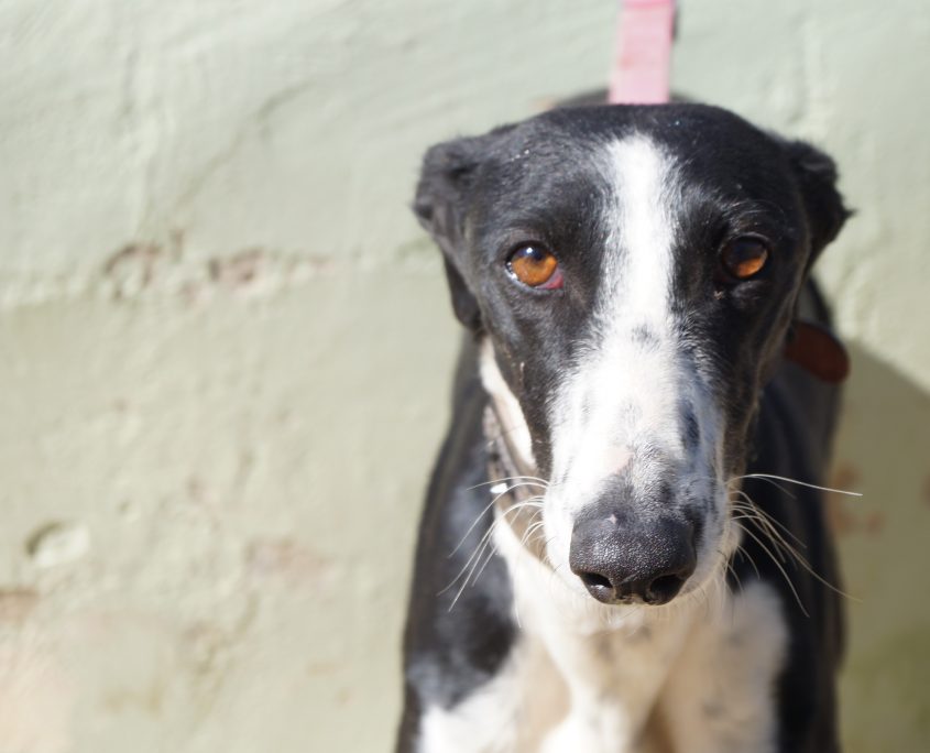 P180222_01 CAROL H3 (4)