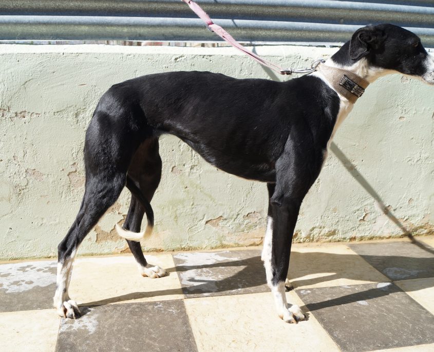 P180222_01 CAROL H3 (6)