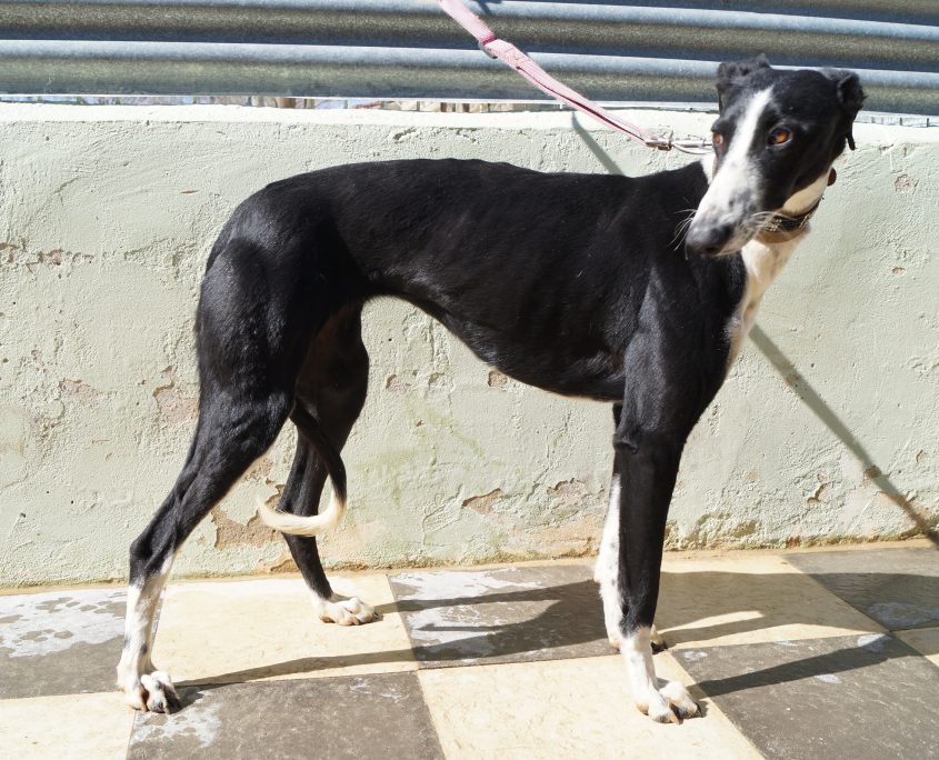 P180222_01 CAROL H3 (7)