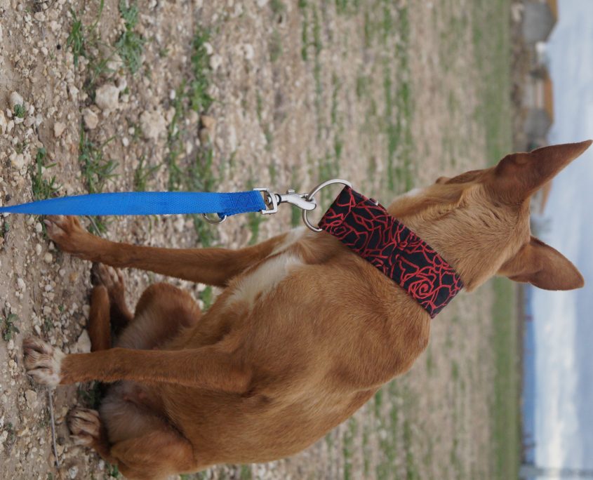 SANDY NUEVAS FOTOS Y CON GATOS (10)