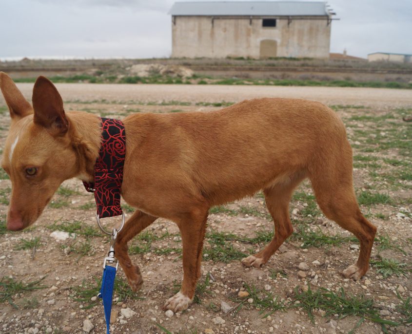 SANDY NUEVAS FOTOS Y CON GATOS (12)
