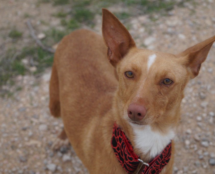 SANDY NUEVAS FOTOS Y CON GATOS (15)