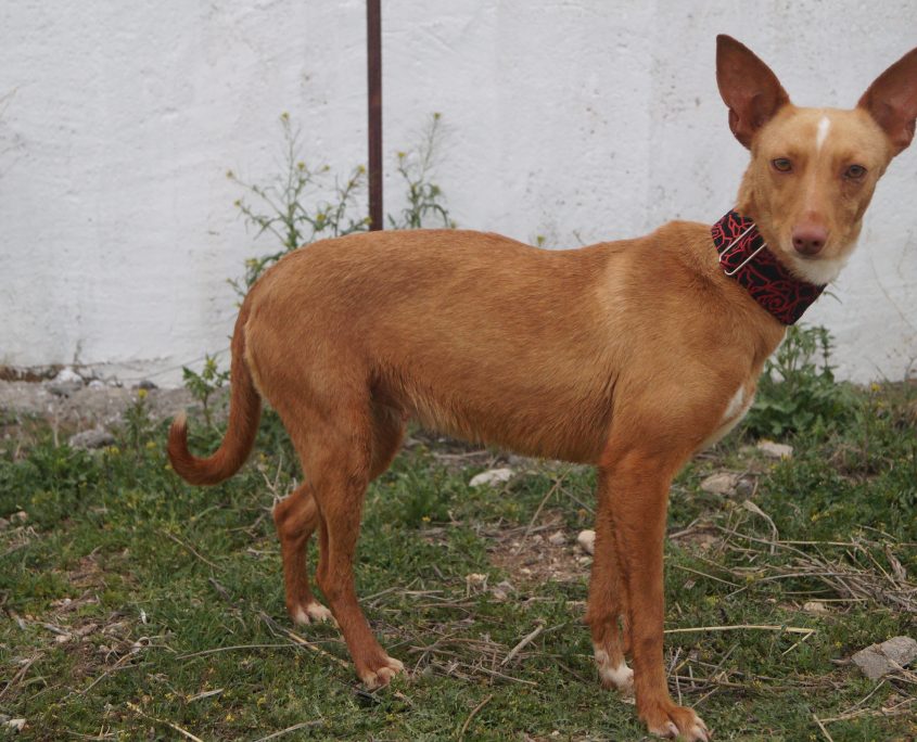 SANDY NUEVAS FOTOS Y CON GATOS (4)