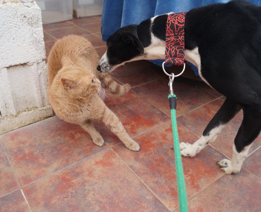 carol con gatos regular!!!! les ladra (2)